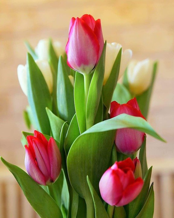 NCERT Class 4 EVS MCQ Test Chapter 11 The Valley Of Flowers