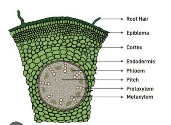 NCERT Class 11 Biology Chapter 6 MCQ Quiz with answers – Anatomy of ...