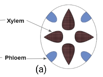 NCERT Class 11 Biology Chapter 6 MCQ Quiz with answers – Anatomy of ...